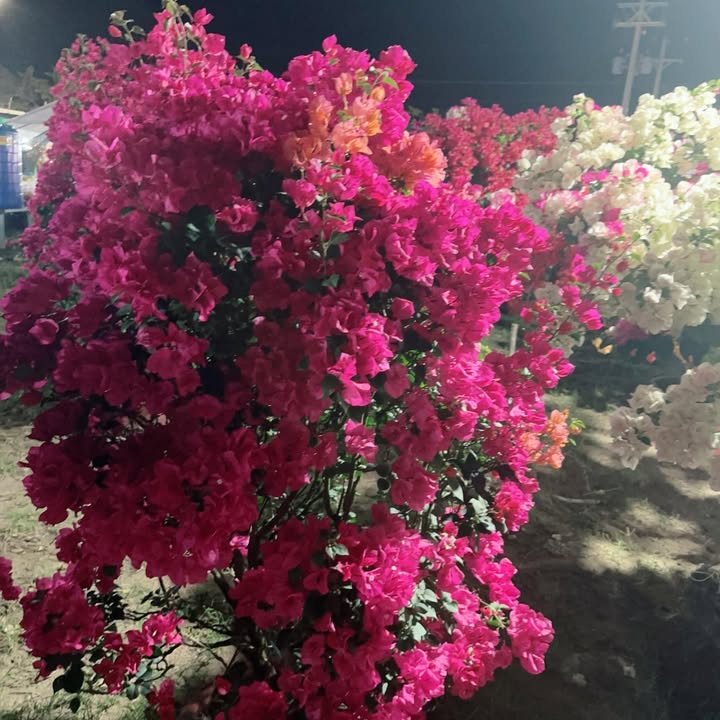 Đất nền Becamex GD2, Chánh Nghĩa 150m² 1.2 tỷ - Đất thổ cư 100%