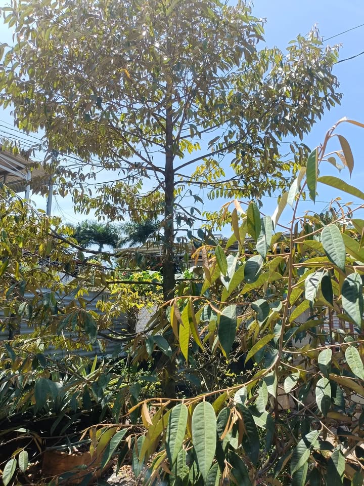 Cho thuê căn hộ CC Tây Thạnh, Tân Phú - 72m², 2PN, Giá từ 7 triệu