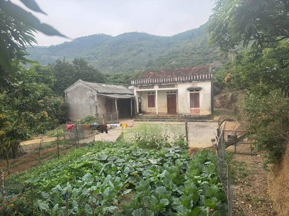 Farm nghỉ dưỡng 3000m² - Xã Kiên Lao, Bắc Giang - Giá 1.1 tỷ