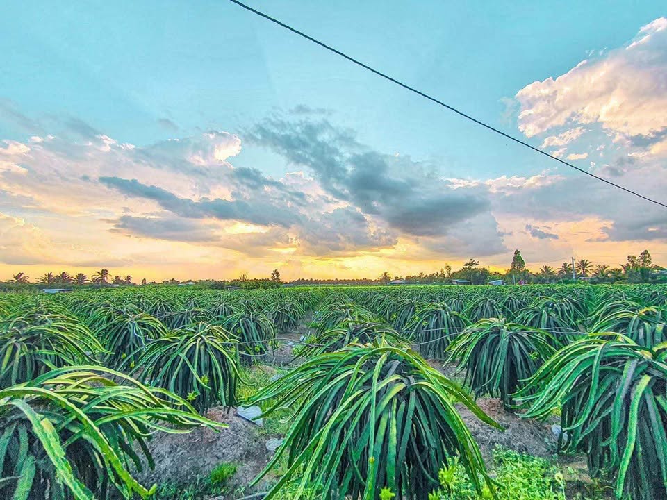 Bán đất Song Bình Chợ Gạo 1056m² giá 1.43 tỷ - Sổ hồng chính chủ