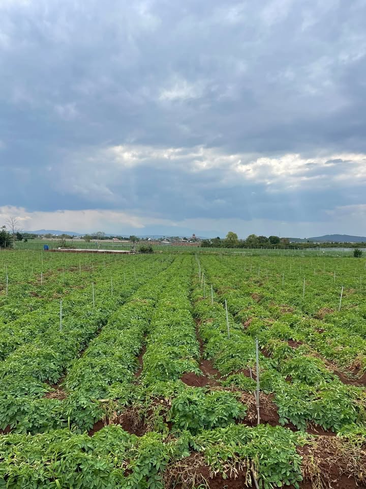 Bán đất Tân Hội Đức Trọng 9000m² giá 5.85 tỷ - Tiềm năng tăng giá cao