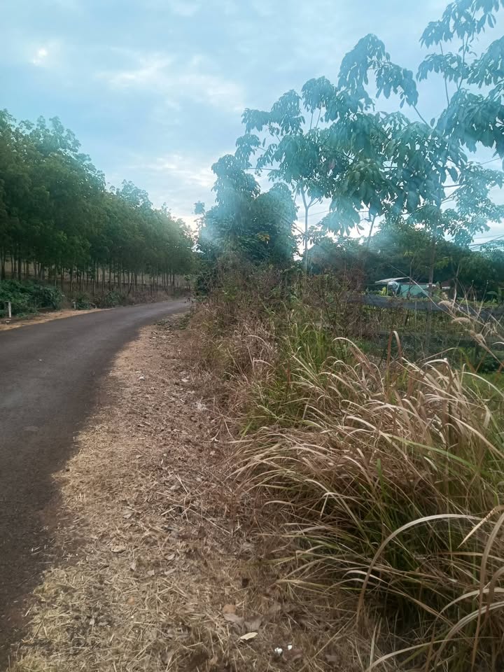 Đất Vườn 2914m² Bình Phước - Giá Đầu Tư 1 Tỷ, Sổ Đỏ Sẵn Sàng