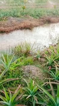 Bán Đất Vườn Tân Phước Tiền Giang 5400m² Giá 1.62 Tỷ - View Sông Đẹp