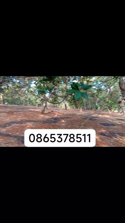 Đất Vườn Điều Bù Đăng Bình Phước 3.3ha Giá 2.97 Tỷ - Đầu Tư Dài Hạn