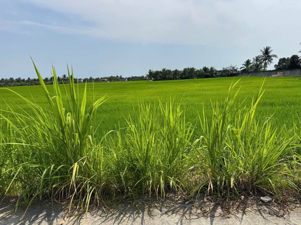 Đất nền Tân Trụ Long An 150m² chỉ 450 triệu - Tiềm năng tăng giá!