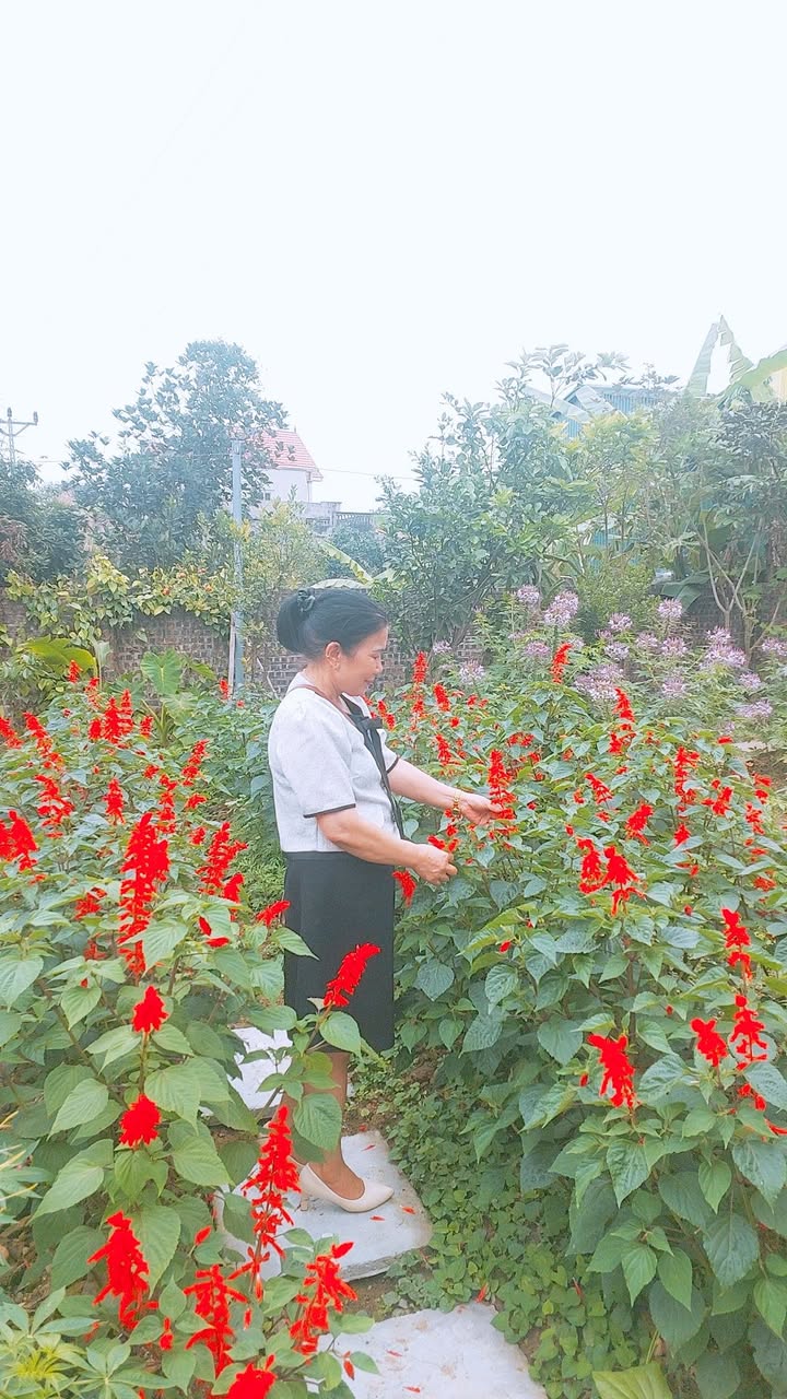 Bán Đất Vườn 1000m² Hưng Đạo, Tứ Kỳ - Sổ Đỏ Thổ Cư, Giá Tốt