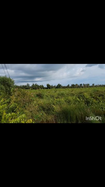 Đất nền Thuận Bình, Thạnh Hóa 10.000m² - Pháp lý rõ ràng