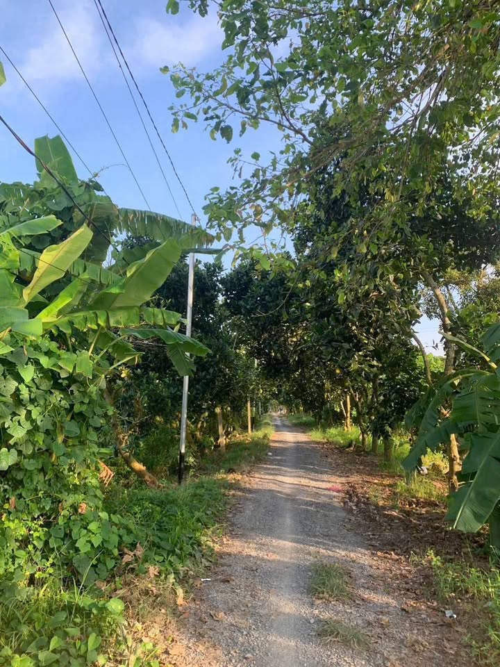 Đất Thổ Cư An Giang 115m² - Sổ Hồng Sẵn Sàng - Giá Đầu Tư 290 Triệu