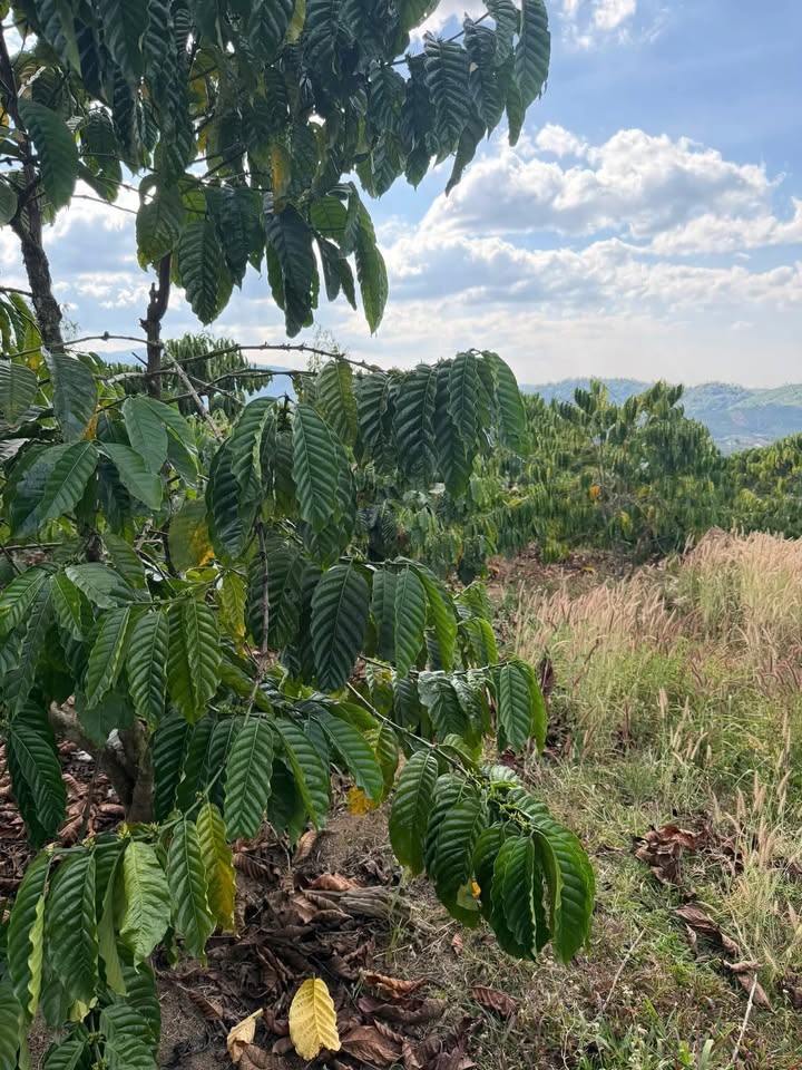 Đất Vườn Đam Rông 10.000m² – Sinh thái xanh, không khí trong lành!