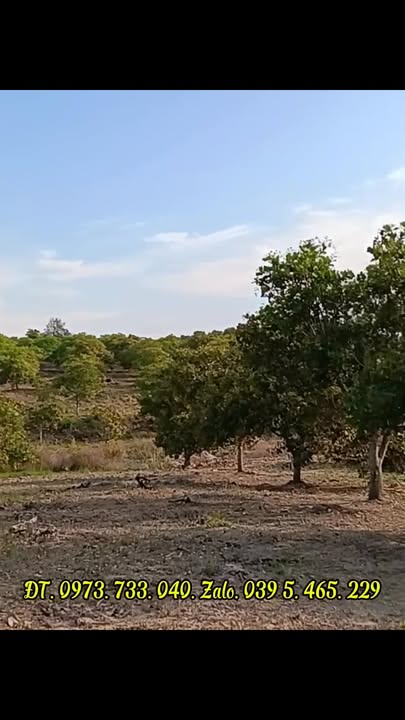 Bán Gấp Trang Trại Điều 5ha Gia Lai - Thu Nhập Ổn Định