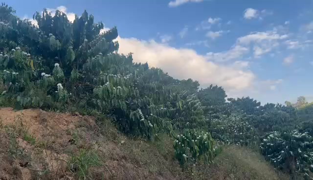 Đất Vườn 3ha Đam Rông - Suối, Ao Riêng, Giá 1.6 Tỷ