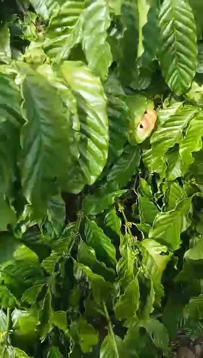 Bán Gấp Farm 4.7ha Gia Lai - 3.9ha Sổ Đỏ, Trồng Kín Cà Phê