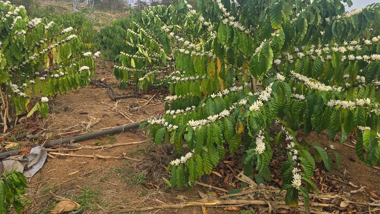 Đất Vườn Ia Le, Chư Pưh 6000m² - Giá Đầu Tư Tốt!