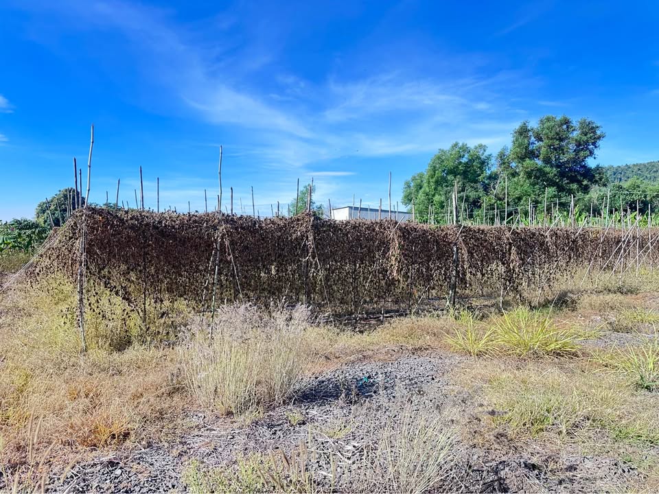 Đất Nền Hai Mặt Tiền 227m² Tại Thống Nhất, Đồng Nai - Giá Tốt 1.6 Tỷ