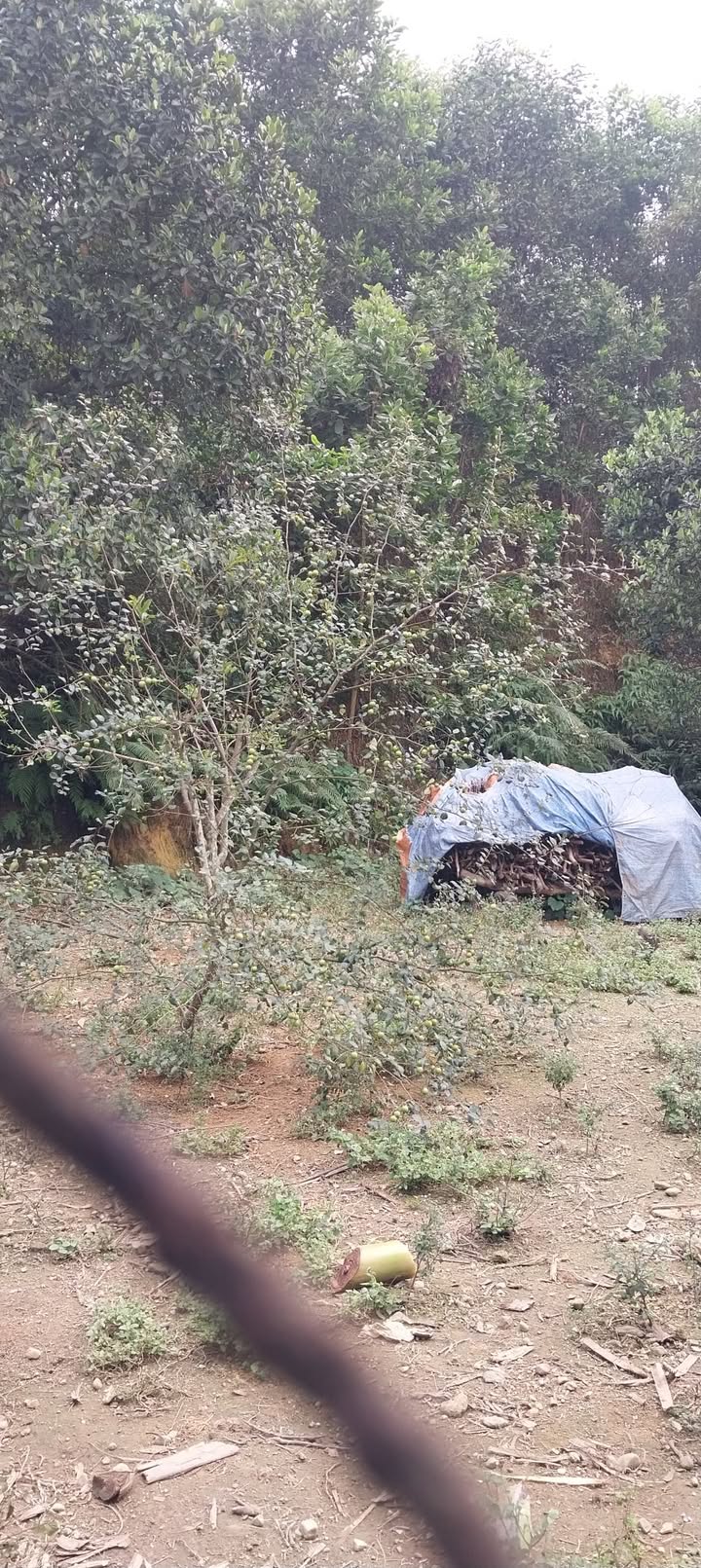 Đất nền Hòa Thọ Tây, Cẩm Lệ - 92m², ô tô vào tận nơi, giá 2.19 tỷ