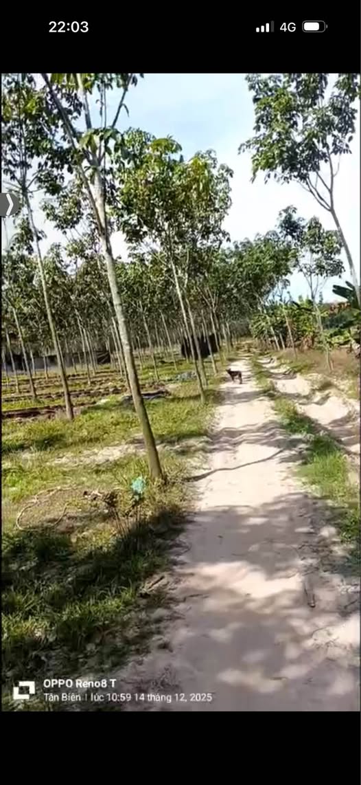 Đất Vườn Tây Ninh 19000m² Mặt Tiền Trà Vong - Giá Đầu Tư 1.3 Tỷ/Mẫu