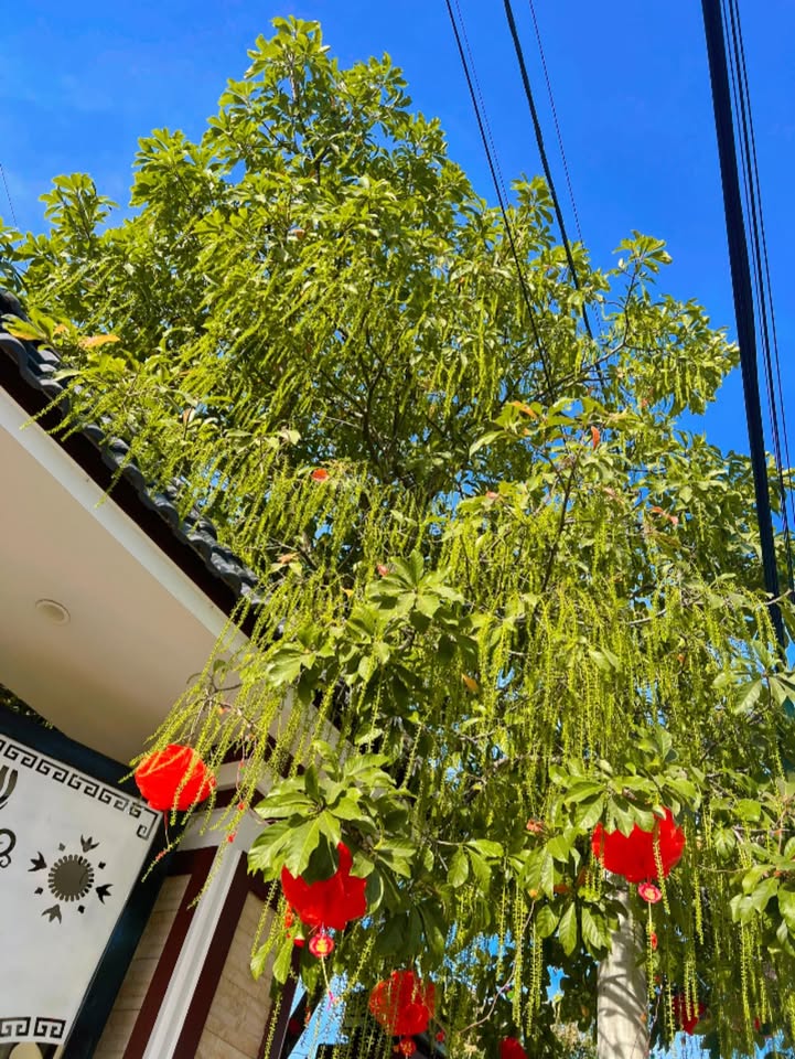 Bán nhà Xuân Tâm Xuân Lộc 250m² giá hơn 1 tỷ - Sẵn sàng ở ngay!