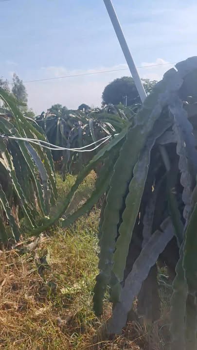 Đất Vườn Hàm Mỹ 15.000m² Giá Đầu Tư – Sổ Đỏ Chính Chủ, Tiềm Năng Lớn!