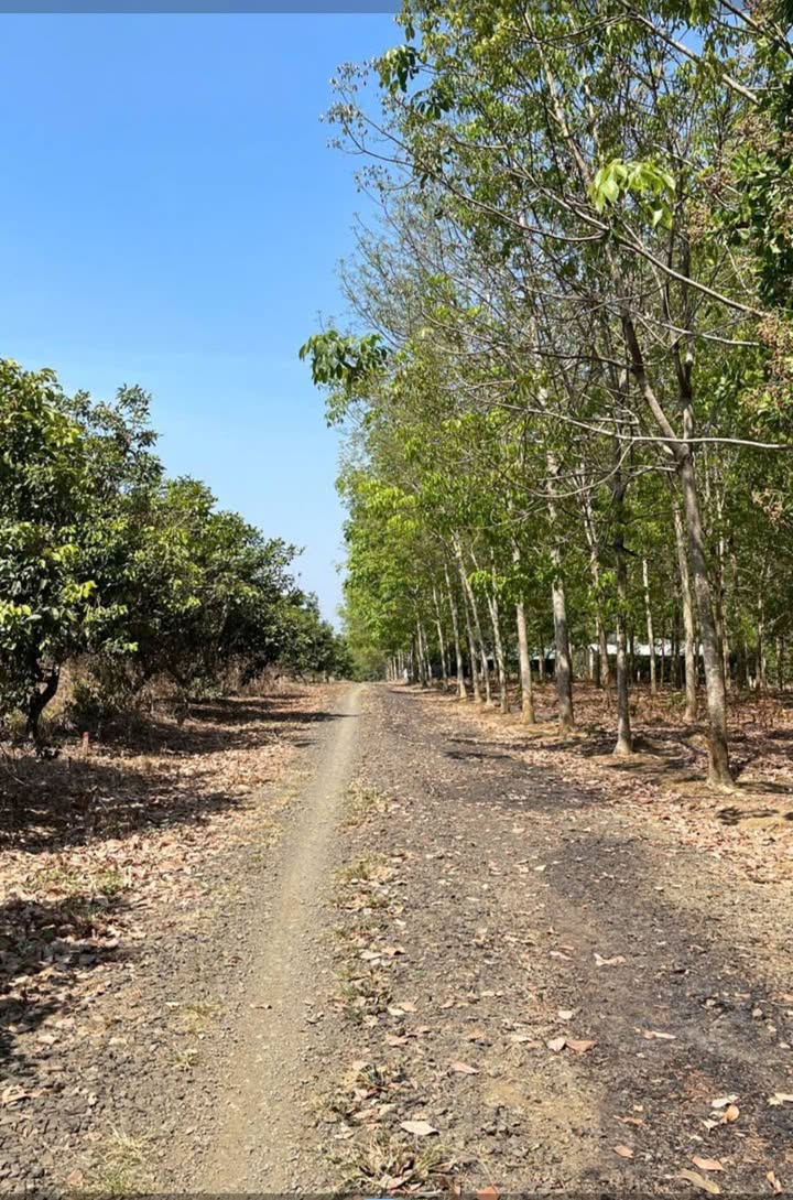 Đất vườn Đồng Tiến, Đồng Phú 1 sào 190 triệu - Sổ đỏ chính chủ!