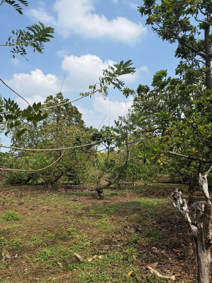 Đất nền Gia Kiệm Thống Nhất 227m² 1.6 tỷ - Sổ đỏ chính chủ!