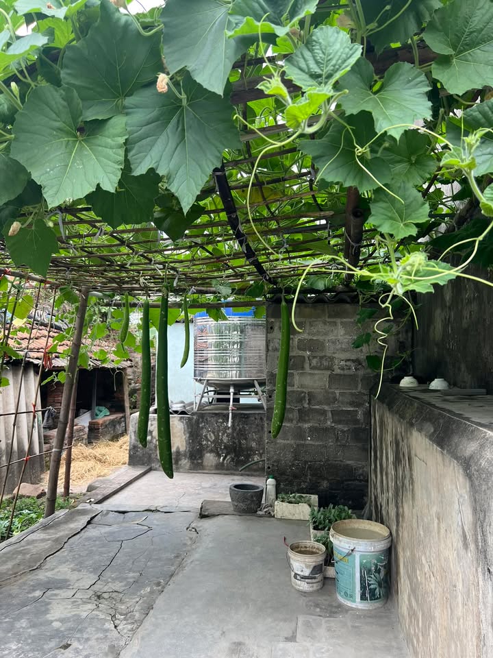 Bán Đất Kim Thành 571m² - Sổ Đỏ Vuông Đét, Giá Tốt Đầu Năm