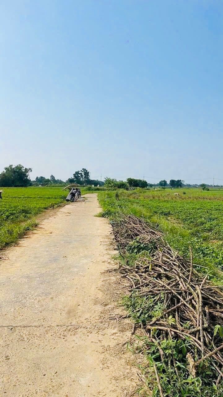 Đất Phong An 1200m² giá 1xx triệu - Sổ đỏ chính chủ, quy hoạch đất ở