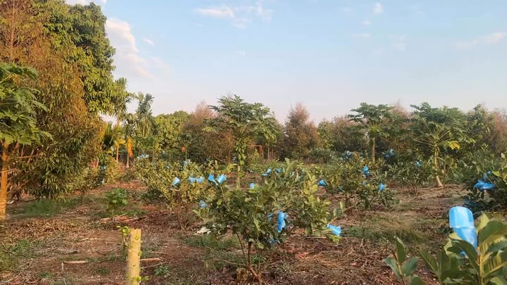 Đất nền Long Khánh 4393m² - Sổ đỏ chính chủ, tiềm năng cực lớn!