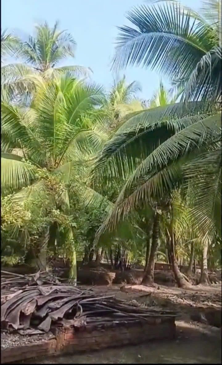 Bán Gấp Đất Vườn Dừa 3000m² Bến Tre - Giá 1.4 Tỷ