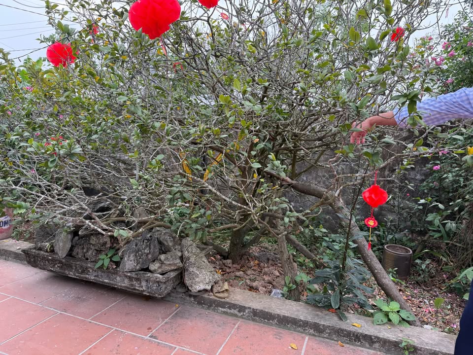 Đất 110m² Full Thổ Cư, Sổ Đỏ Rõ Ràng - Phấn Sơn, Tiền Phong, Bắc Giang