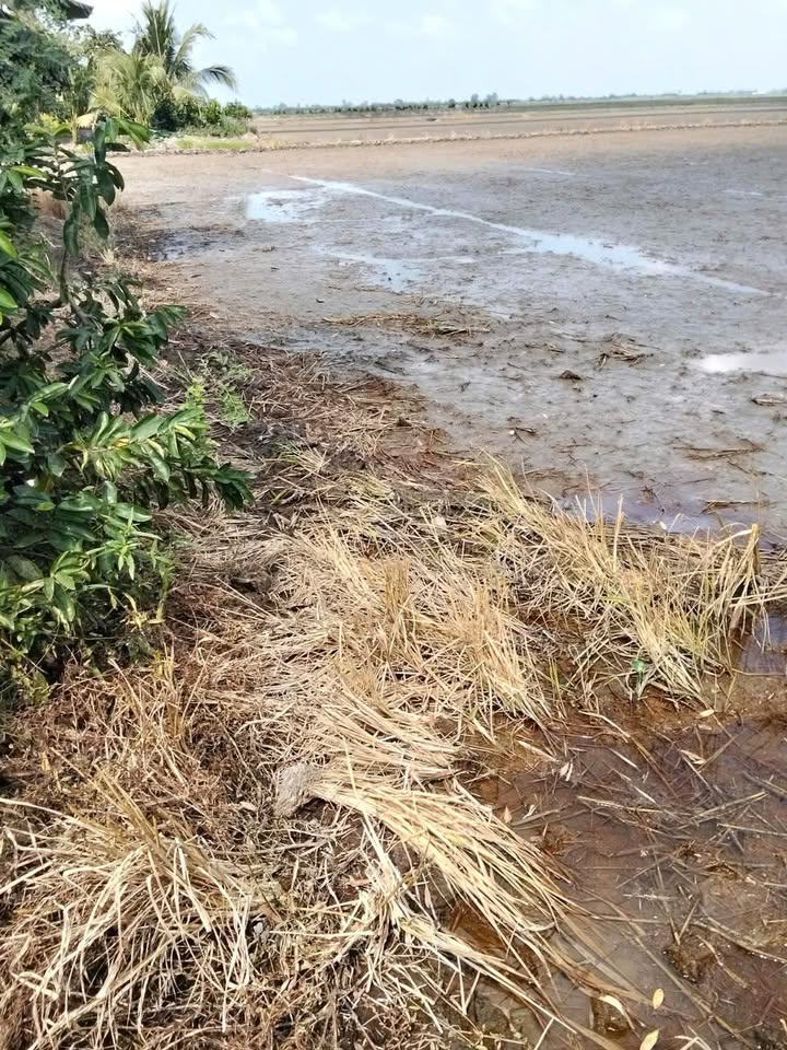 Đất nền Đồng Tháp 32.000m² giá 4.64 tỷ - Tiềm năng tăng giá