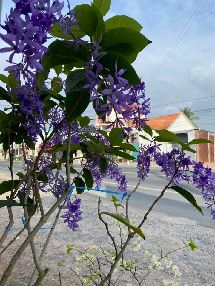 Đất nền Mỹ Phong Mỹ Tho 155m² - Sổ đỏ chính chủ, xây dựng ngay!