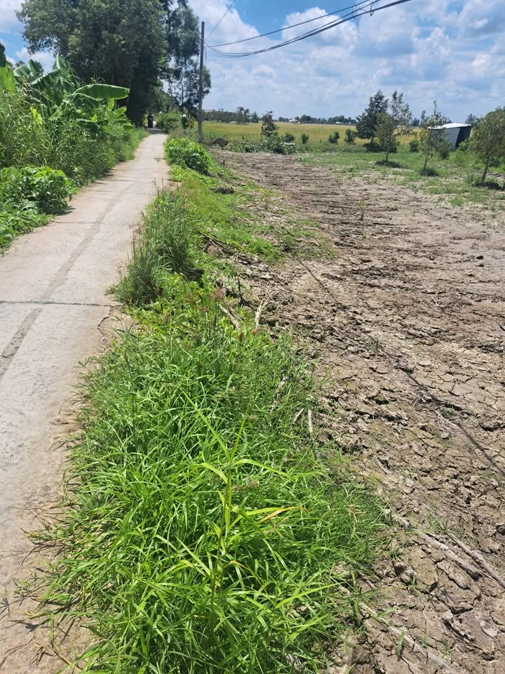 Đất nền Trường Long Tây, Châu Thành A 800m² - Tiềm năng tăng giá cực tốt!