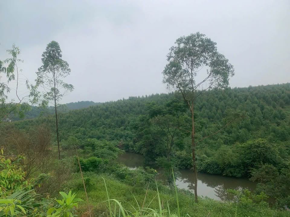 Đất vườn Phong Châu, Phú Thọ 10.000m² – Nghỉ dưỡng lý tưởng