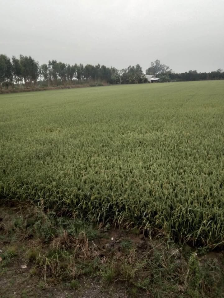 Bán Gấp Farm 5800m² Hậu Mỹ Bắc A, Cái Bè - Giá Đầu Tư 1.479 Tỷ