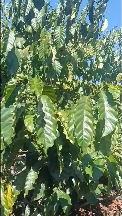 Rẫy Chư Sê Gia Lai 1.1ha - Nguồn thu mạnh, Sinh thái xanh