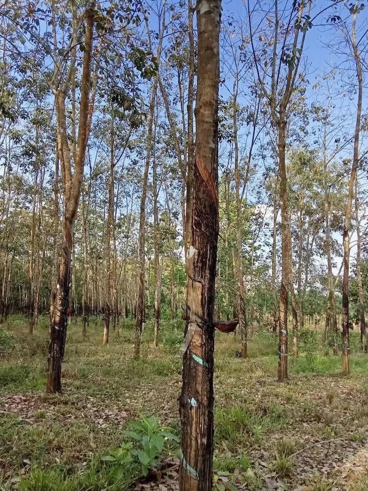 Đất vườn cao su Bàu Bàng 2700m² giá 700 triệu - Đầu tư dài hạn