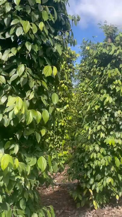 Bán Trang Trại Đắk R'La 1.75ha Giá 1.35 Tỷ - Sinh Thái Xanh