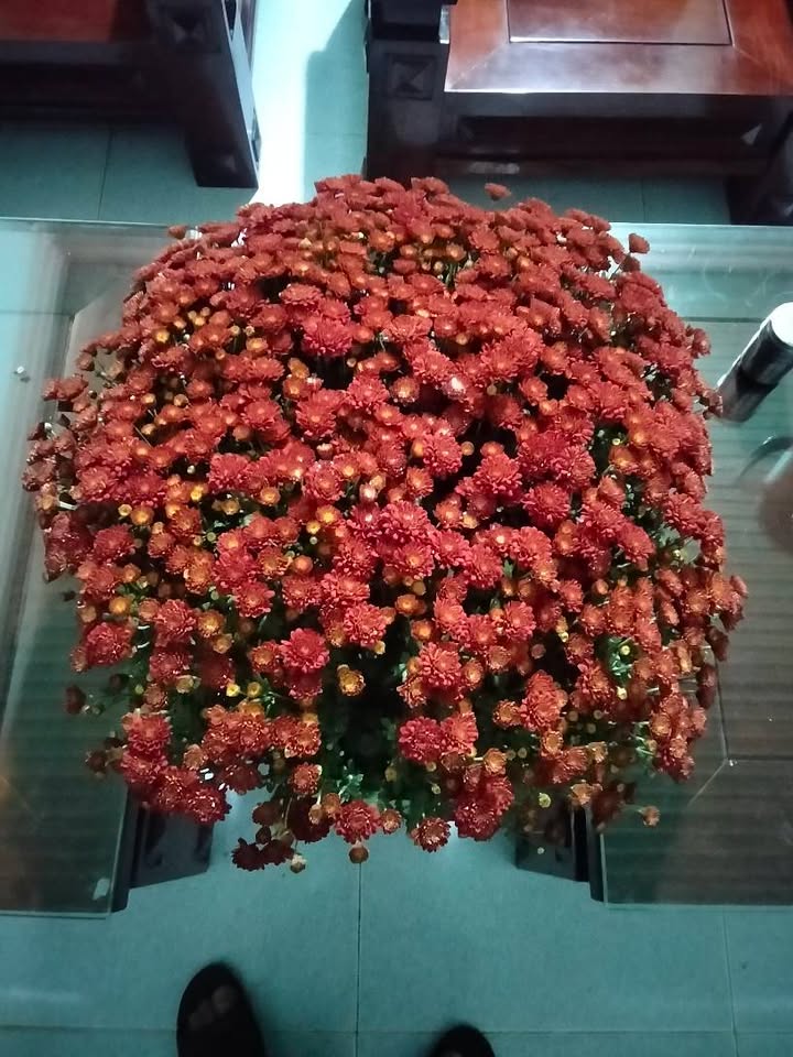 Đất nền Gia Nghĩa 700m² giá 1.55 tỷ - Sổ đỏ chính chủ, sẵn nhà tạm!