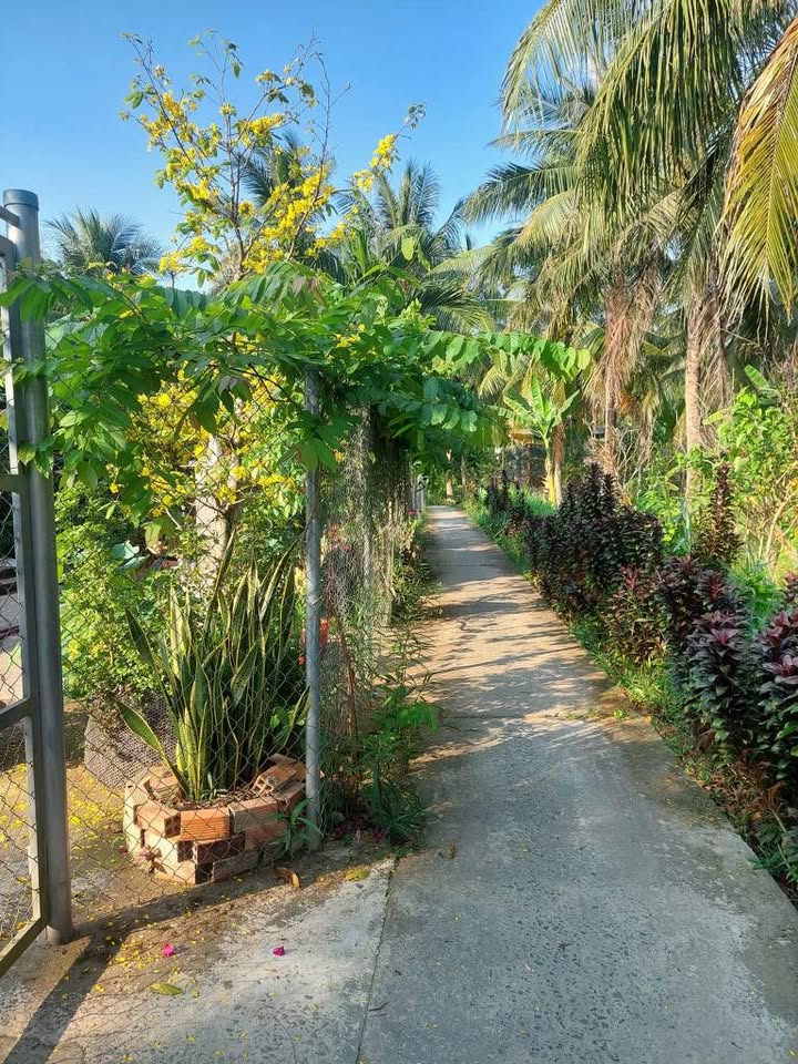 Bán nhà vườn Châu Thành Bến Tre 789m² giá 900 triệu - Sổ hồng sẵn!