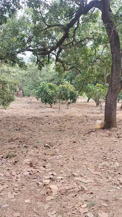 Đất vườn Phú Văn, Bù Gia Mập 15.000m² - Sổ hồng rõ ràng