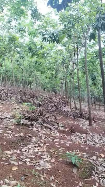 Bán Gấp 5ha Cao Su 4 Năm Tuổi Tại Phú Nghĩa, Bình Phước - Sẵn Sổ Đỏ