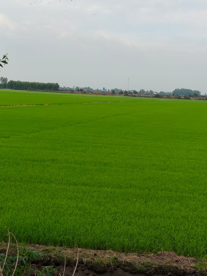 Cho thuê đất vườn Cái Bè 13.000m² giá rẻ - Đầu tư dài hạn!