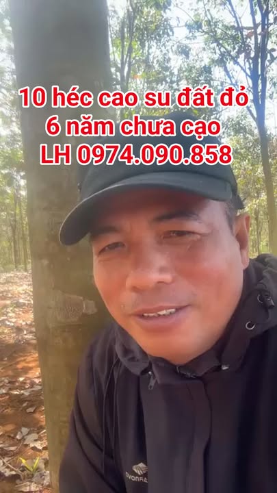 Bán 10ha cao su Long Hà Phú Riềng - Đất đỏ Bazan cực đẹp