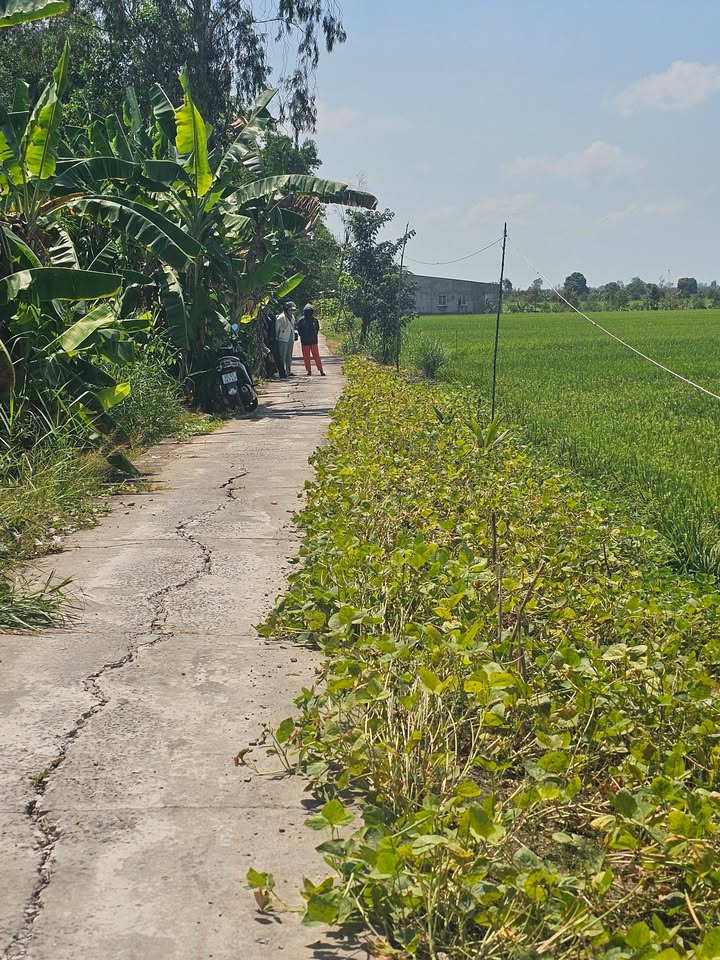 Đất vườn Vĩnh Thạnh, Cần Thơ 9000m² - Tiềm năng đầu tư dài hạn!