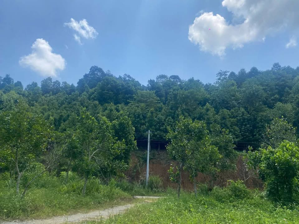 Bán trang trại Bảo Thắng Lào Cai 5.9ha giá 2.55 tỷ - Nghỉ dưỡng lý tưởng