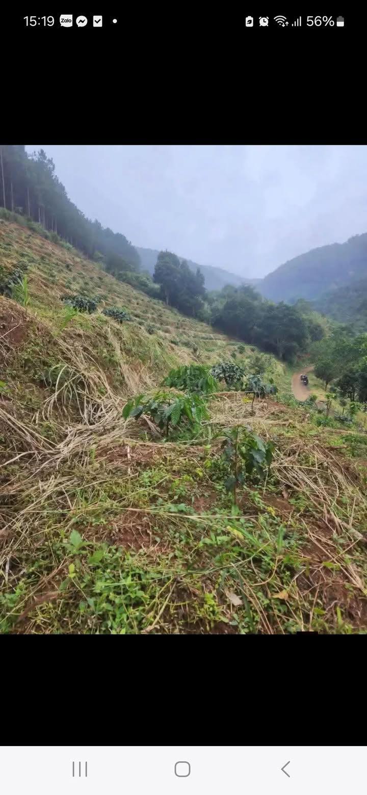 Thuê đất vườn Nam Ban 10.000m² giá rẻ - Đầu tư dài hạn 9 năm!