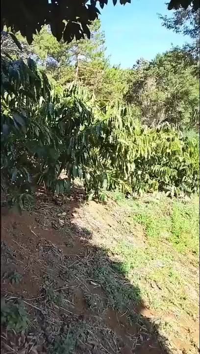 Bán Gấp Đất Vườn Đà Loan, Đức Trọng - 3.6ha Cà Phê Xanh Mướt