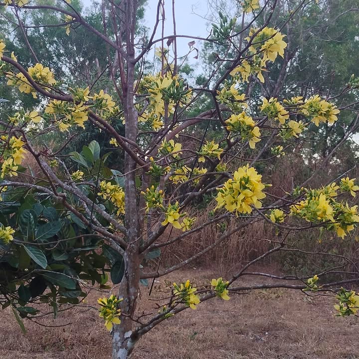 Đất Nông Nghiệp 1200m² Mặt Đường Bê Tông, Xã Đoàn Kết, Kon Tum - Giá Tốt