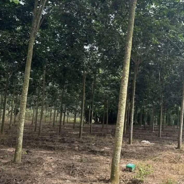 Đất vườn Tân Khai Chơn Thành 15.000m² - Sổ đỏ chính chủ