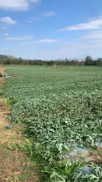 Đất rẫy Phú Thiện, Gia Lai 2160m² - Sổ đỏ chính chủ, tiềm năng sinh lời!